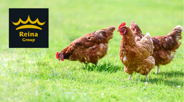 canaldis-reinagroup-postresreina-huevos-gallinas-libres-maltratoanimal