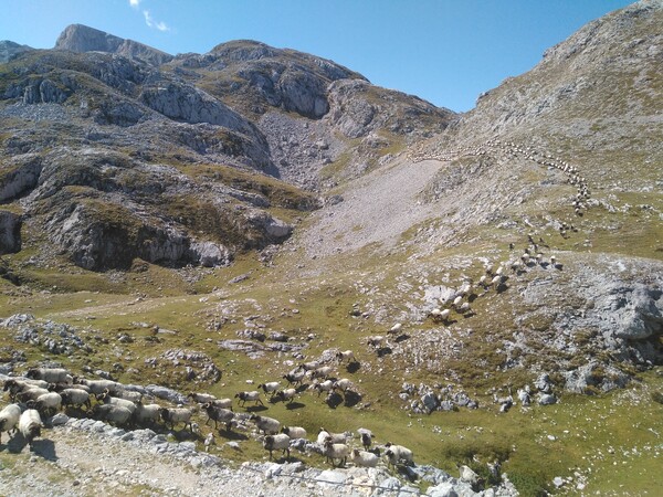 canaldis-alimerka-exclusividad-lechazos-picos-europa-fundacion-quebrantahuesos-ganaderia-local