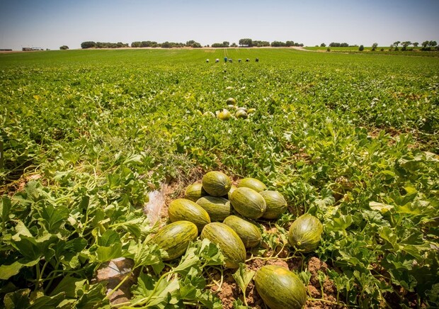 canaldis-dia-melones-campo-fruta