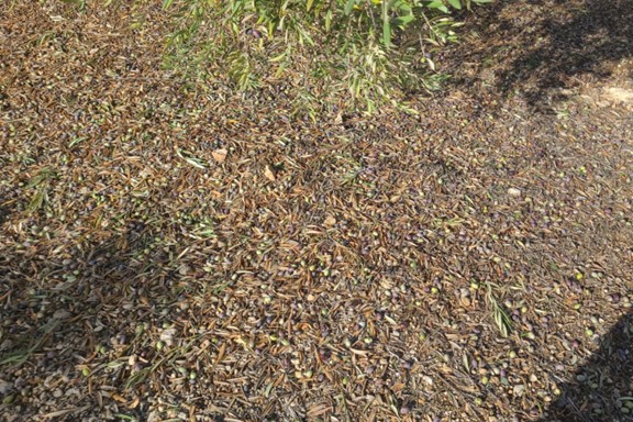 Agroseguro abona 36 millones de euros por daños en cultivos agrícolas y cabañas ganaderas