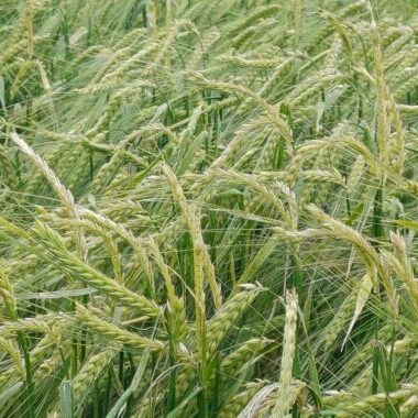 Agroseguro comienza el pago de indemnizaciones a productores de cultivos herbáceos con un primer abono de más de 32 millones de euros