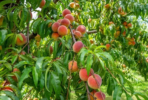 Agroseguro presenta en la Región de Murcia las novedades del seguro de frutales para la próxima campaña
