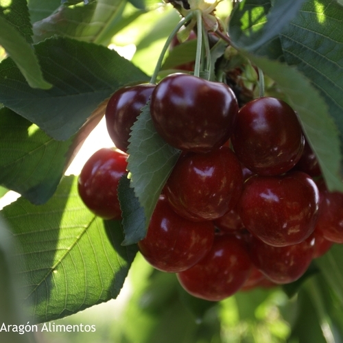Aragón, tierra de fruta de hueso: calidad, tradición y sabor en cada bocado