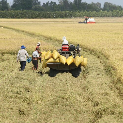 BENEO se une a un ambicioso proyecto de cultivo sostenible de arroz en Vietnam