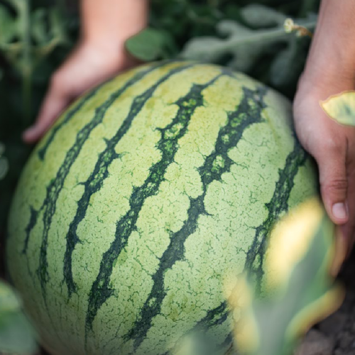 Lidl prevé comprar más de 280.000 toneladas de frutas de verano nacional, un aumento del 8%, reforzando su liderazgo como principal cliente de la huerta española