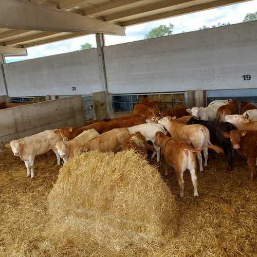 Dehesa Grande renueva el sello Welfair® de bienestar animal
