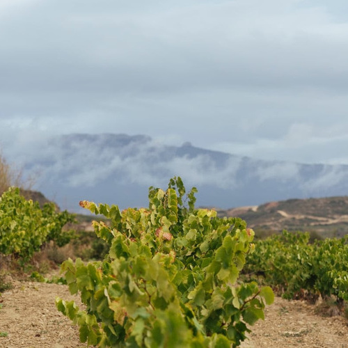 Rioja, en su compromiso con el rigor y la excelencia, aplica medidas adicionales de control para esta vendimia ante la situación excepcional del viñedo