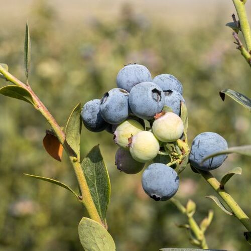 Hortifrut inicia la temporada 2025–2026 con el primer despacho de arándanos de Perú a China
