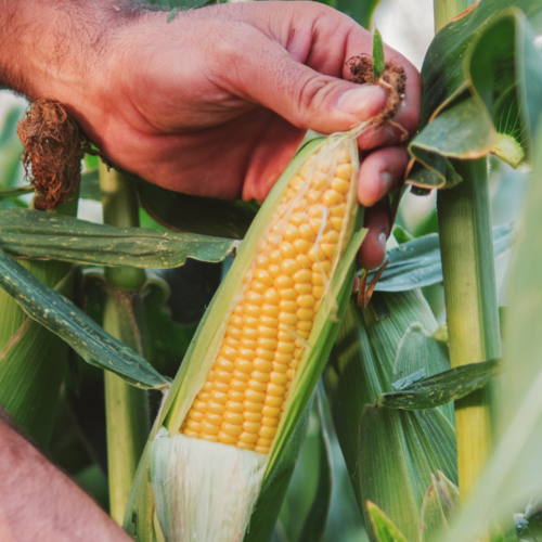 Monitorización inteligente del maíz: la producción y la eficiencia en el campo aumentan gracias a la digitalización