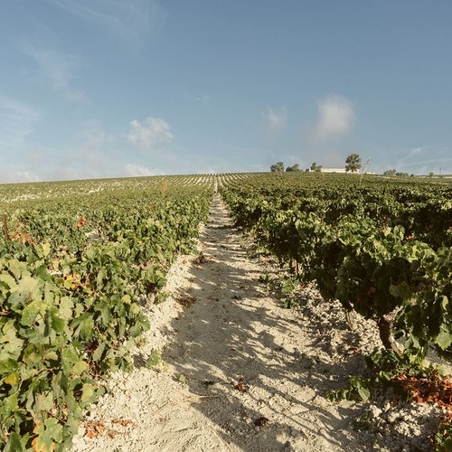 La nueva vendimia llega al Marco de Jerez con algo de retraso y con un grado importante de afectación del mildiu