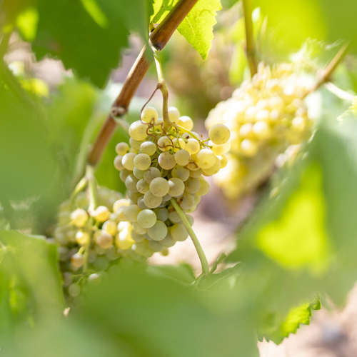 Los vinos blancos pisan fuerte (y no es una moda pasajera)