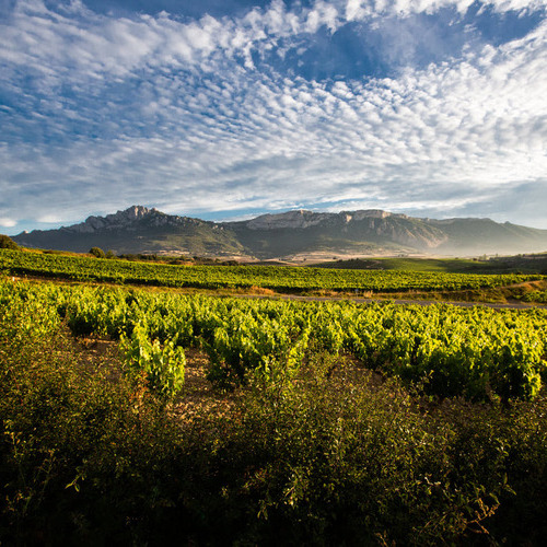 Importantes acuerdos en el seno del Consejo Regulador de Rioja tras la sesión plenaria de agosto