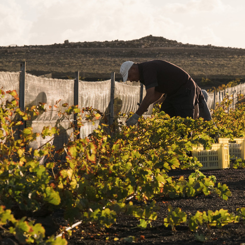 Bodegas El Grifo, Premio Turismo a la Excelencia Turística