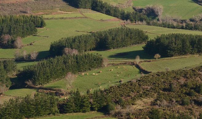 El Consejo Regulador de Ternera Gallega y de Vaca Gallega-Buey Gallego propone un uso productivo del territorio como prevención ante los incendios