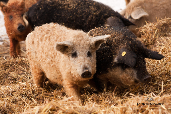 canaldis-montenevado-raza-mangalica