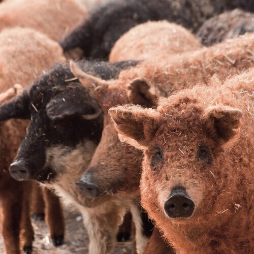 Del borde de la extinción a la élite culinaria: el jamón Mangalica de Monte Nevado consagrado como joya gastronómica