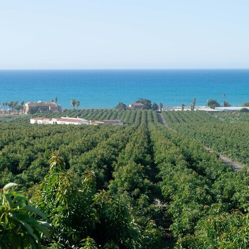 Abastecimiento y calidad todo el año: Montosa fortalece su red internacional de agricultores