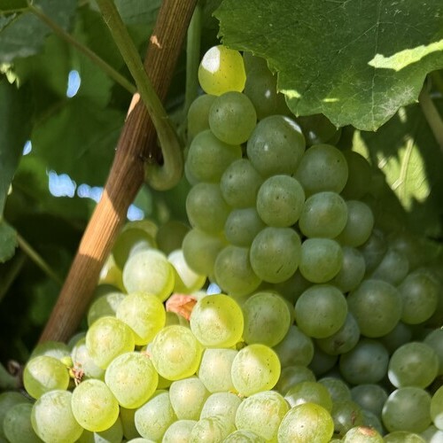 Aragón, tierra de vinos con carácter: comienza la vendimia 2025 en una de las regiones con mayor riqueza vitivinícola de España