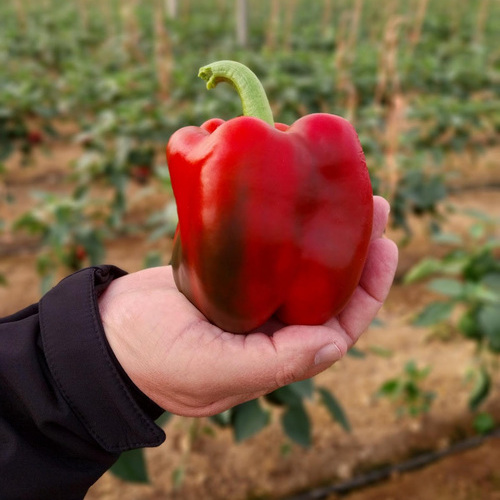 Semillas Fitó lidera el desarrollo de variedades de pimiento en Iberia con soluciones adaptadas al agricultor