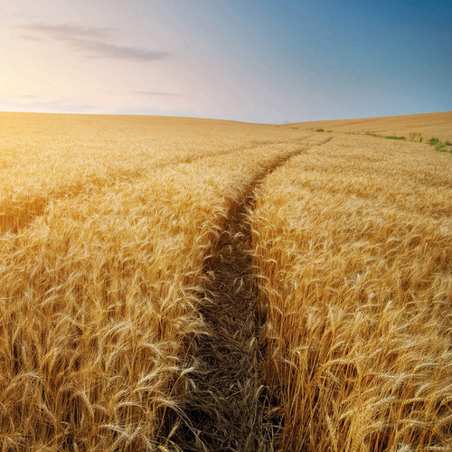 Hoy comienza el plazo para suscribir los seguros de herbáceos, olivar y frutos secos
