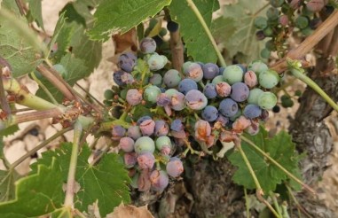 Agroseguro continúa con el pago de indemnizaciones por los daños en el viñedo con un abono de 40 millones de euros