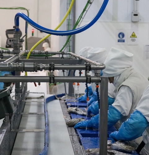 Expertos en acuicultura visitan la planta de envasado de AVRAMAR España