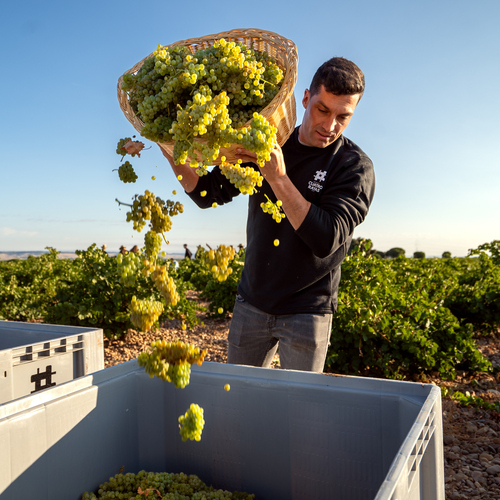 Vendimia 2025 en Bodega Cuatro Rayas: una producción moderada con uva de gran calidad