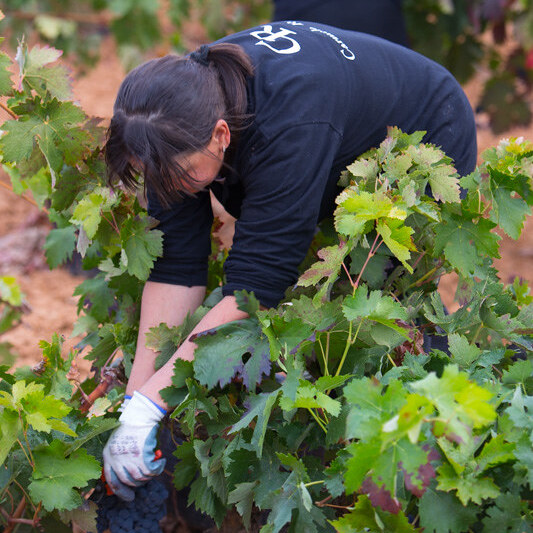 Vive el latido de la cosecha con Bodegas Carmelo Rodero