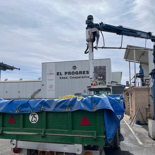 Recta final de vendimia en la cooperativa El Progreso, que mañana comienza a embotellar sus vinos blancos jóvenes