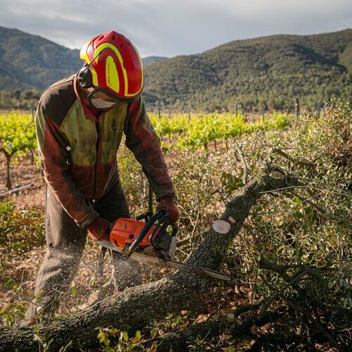 Familia Torres renueva la colaboración con la Federación ADF Penedès Garraf y reafirma su gestión forestal sostenible
