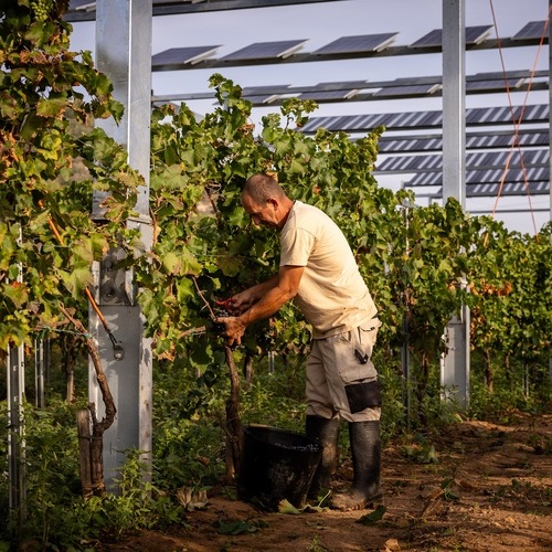 Familia Torres pone en marcha una instalación piloto agrovoltaica en el Penedès en el marco del proyecto SOLARWINE