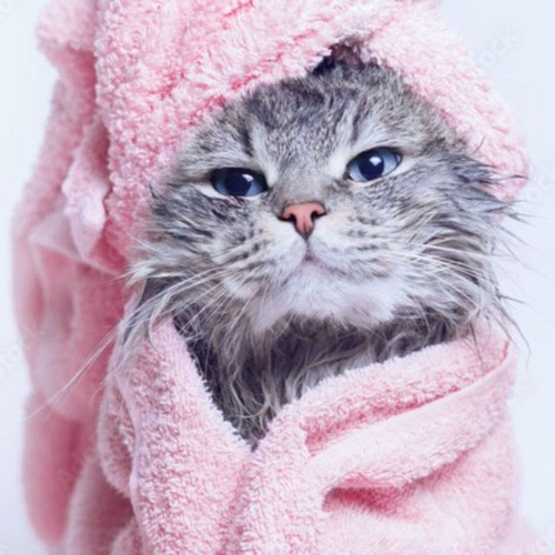 Post-verano para tu mascota: por qué el Champú Nutritivo de Petuxe es la clave para recuperar su pelo