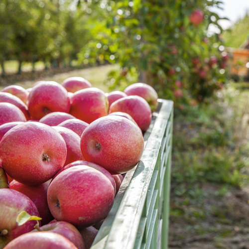 Pink Lady® confirma su liderazgo europeo con una cosecha prometedora