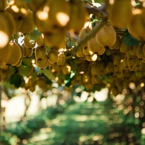 Zespri anuncia excelentes perspectivas de crecimiento para la campaña 2025 del hemisferio norte: los volúmenes de SunGold aumentan un 22,3%