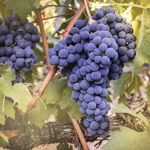 Se inicia el plazo para asegurar la campaña 2026 de uva de vino