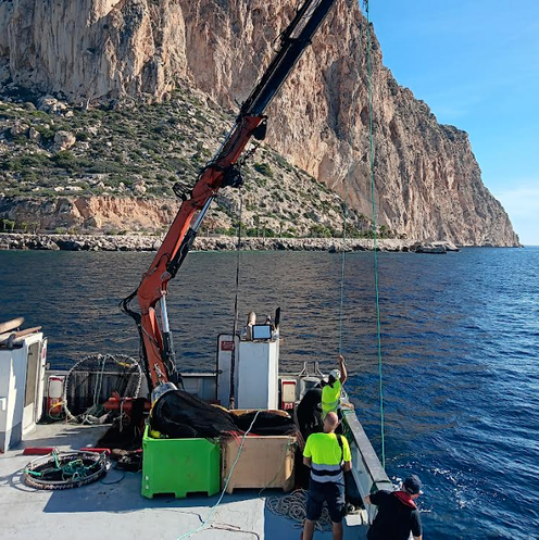 AVRAMAR participa en una nueva extracción de residuos marinos del Brut d´Ifac en la costa alicantina