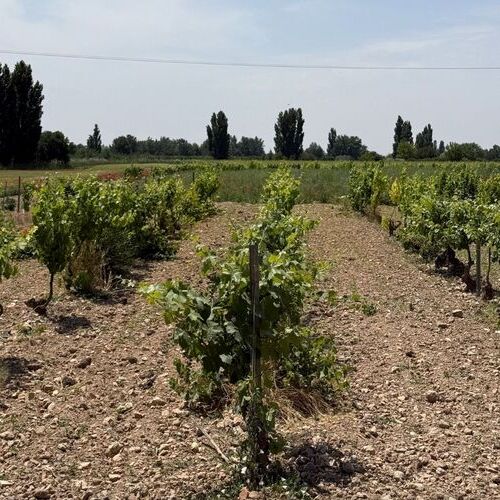 Bodegas Alcardet cierra ejercicio con 21 millones de euros de facturación y consolida su crecimiento sostenido