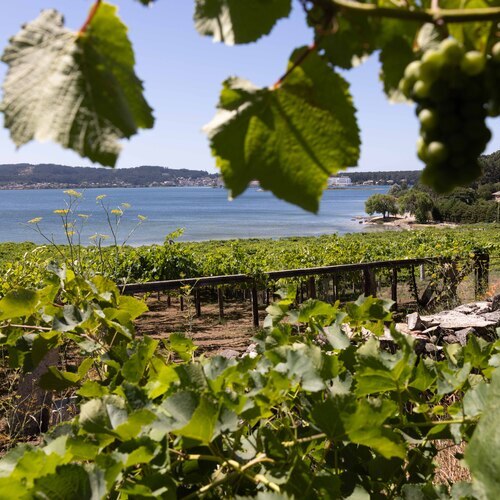 DO Rías Baixas 2025: una vendimia de futuro, hecha a mano y con alma sostenible