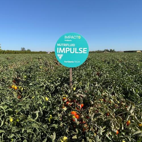 Agraz (Conesa Group) se alía con Fertiberia para reducir emisiones y acelerar la innovación biotecnológica en el cultivo de tomate