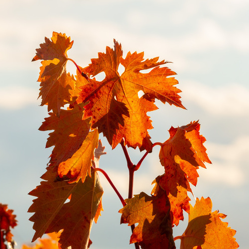 La SENESCENCIA viste de otoño los viñedos de Figuero 