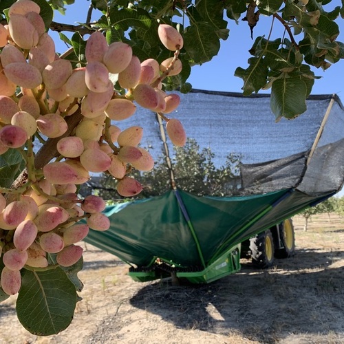 Grupo Pistacyl prevé quintuplicar el volumen de pistacho recogido en Castilla y León en una excelente campaña 2025