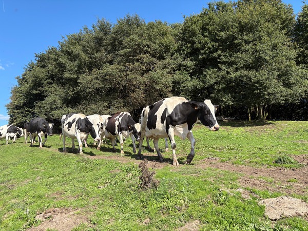 canaldis-lactalis-informe-RSC-DManimales