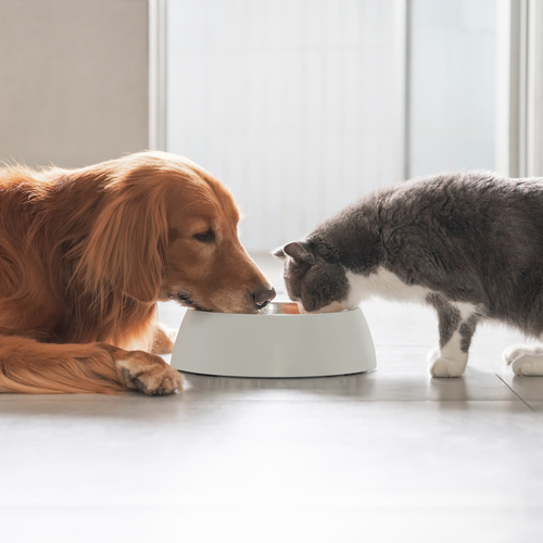 Tendencias internacionales en nutrición funcional para animales de compañía: lo que ya se diseña fuera y lo que está llegando a España