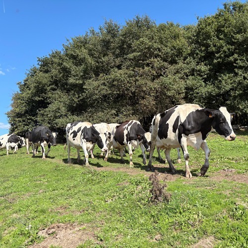 Lactalis España avanza en la transformación del sector primario con un compromiso sólido en bienestar animal