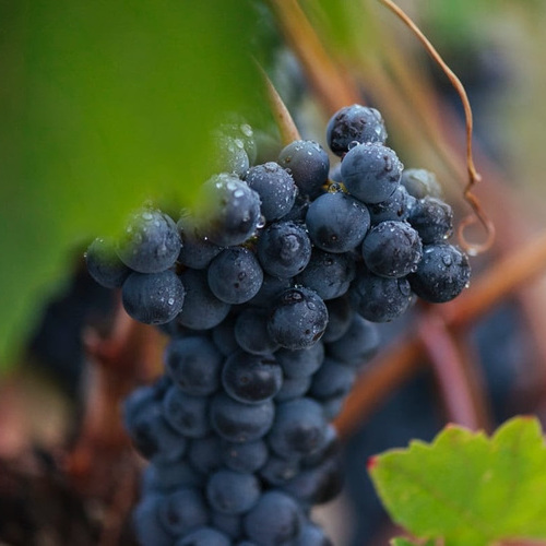 Rioja ultima su vendimia "centenaria", con una calidad excepcional