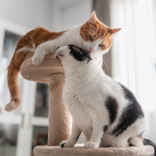 Tiendanimal explica seis beneficios físicos y emocionales de los rascadores en gatos
