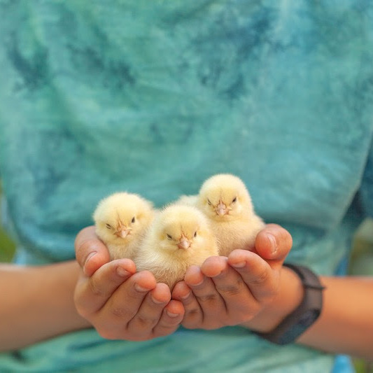 Veganuary celebra el Día Mundial del Veganismo con una llamada a la acción