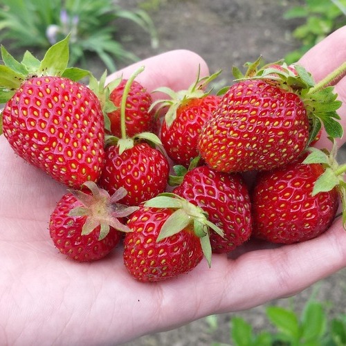 Fresh All Green: Buenas previsiones para la temporada de fresas egipcias