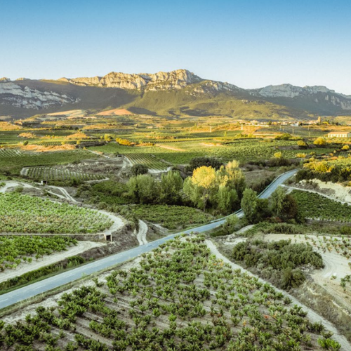 Viñedos El Pacto, en el podio del 25 Salón Peñín de los mejores vinos de España