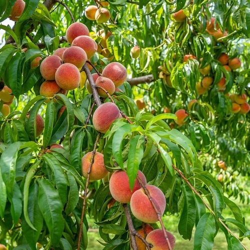 Agroseguro ha abonado 49 millones de euros a los fruticultores murcianos por los siniestros ocurridos en la última campaña